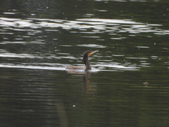 Phalacrocorax carbo sinensis