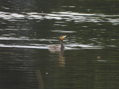 Phalacrocorax carbo sinensis