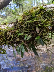 Bulbophyllum exiguum