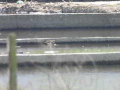 Limosa limosa