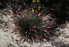 Johnsonia lupulina