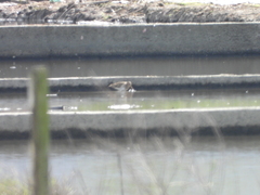 Limosa limosa