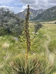 Aciphylla