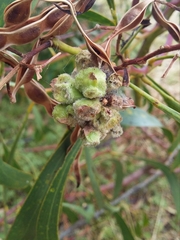 Dasineura glomerata