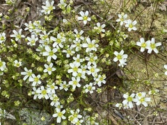 Mononeuria glabra