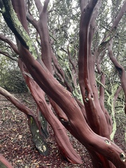 Arctostaphylos pallida