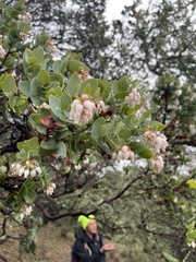 Arctostaphylos pallida