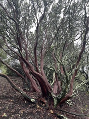Arctostaphylos pallida