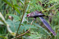 Phaenicophaeus tristis