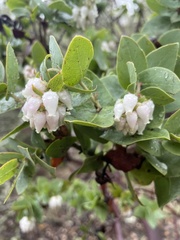 Arctostaphylos pallida