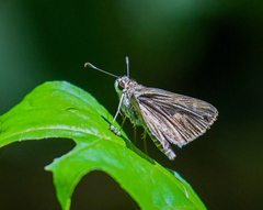 Callimormus saturnus