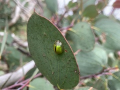 Paropsisterna hectica