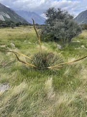 Aciphylla