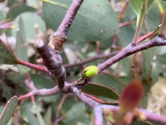 Paropsisterna hectica