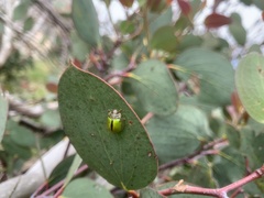 Paropsisterna hectica