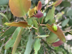 Paropsisterna hectica