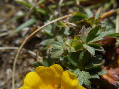 Potentilla crantzii