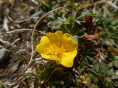 Potentilla crantzii