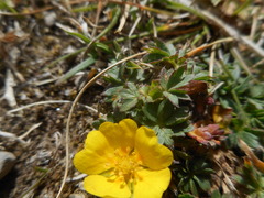 Potentilla crantzii
