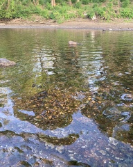Nocomis platyrhynchus