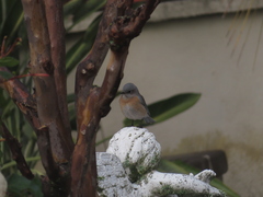 Sialia mexicana