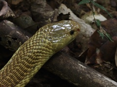 Naja sumatrana