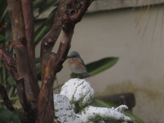 Sialia mexicana