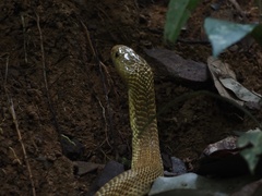 Naja sumatrana