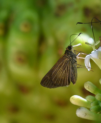 Vehilius stictomenes