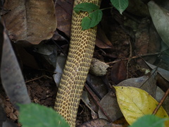Naja sumatrana