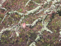 Haemorhous mexicanus