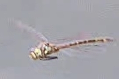 Hemicordulia australiae