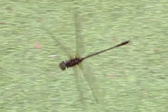 Hemicordulia australiae