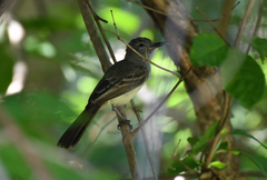 Myiarchus tyrannulus