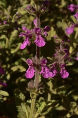 Stachys grandidentata