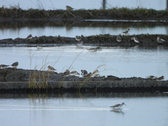Charadrius alexandrinus