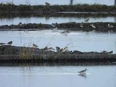 Charadrius alexandrinus