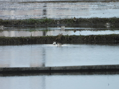 Calidris alpina