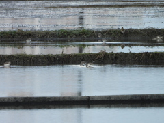 Calidris alpina