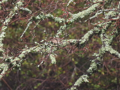 Haemorhous mexicanus