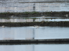 Calidris alpina