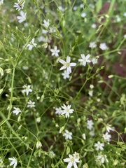 Stellaria graminea