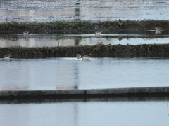 Calidris alpina