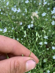 Stellaria graminea