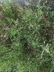 Stellaria graminea