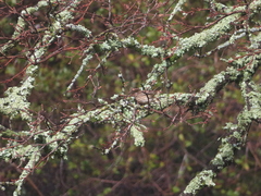 Haemorhous mexicanus
