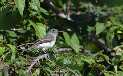 Myiarchus panamensis