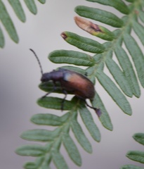 Ecnolagria rufescens