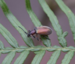 Ecnolagria rufescens