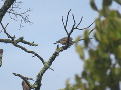 Sialia mexicana